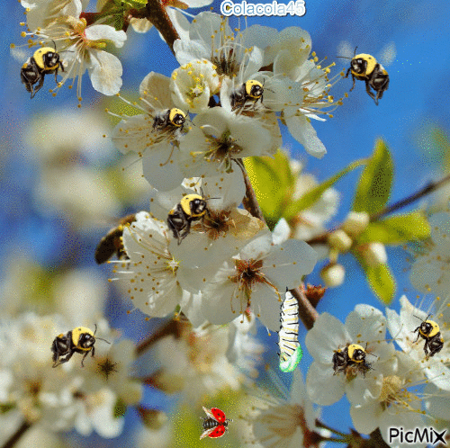 včeličky - Ilmainen animoitu GIF