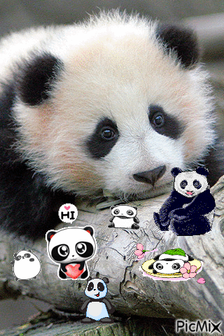 LE PANDA - GIF animado grátis
