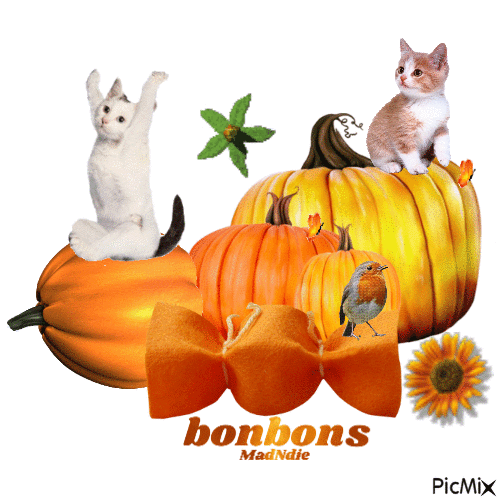 gif citrouilles et chats - Nemokamas animacinis gif