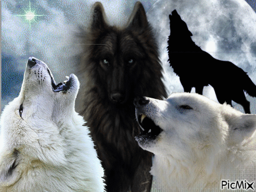 wolfs - GIF animate gratis