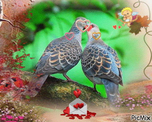 pigeons et coeurs - Gratis animeret GIF