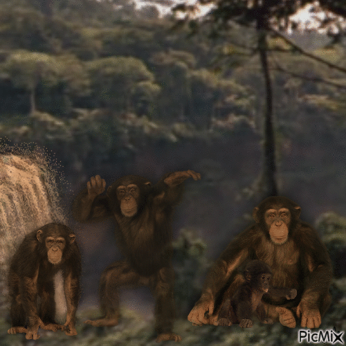 Primates - Bezmaksas animēts GIF
