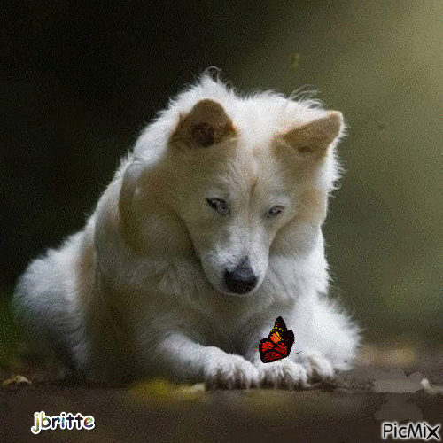 chien papillon - 無料のアニメーション GIF