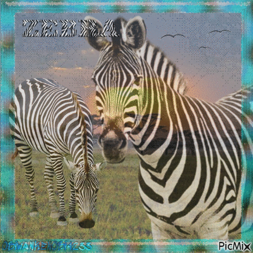 Zebras - GIF animé gratuit