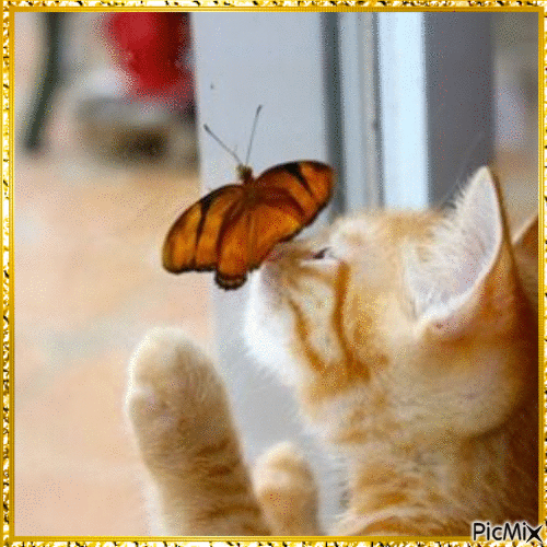 Chat et papillon - Gratis geanimeerde GIF