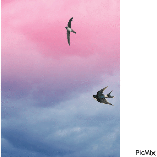 Swallow - GIF animé gratuit