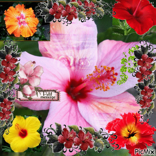 hibiscus flower - Δωρεάν κινούμενο GIF