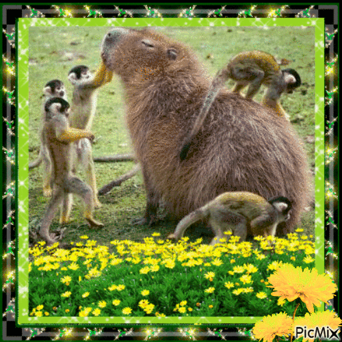 Capybara time - Δωρεάν κινούμενο GIF