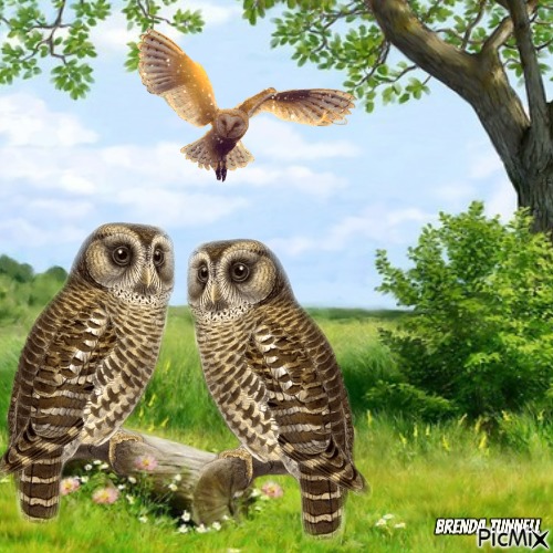 owl - png grátis