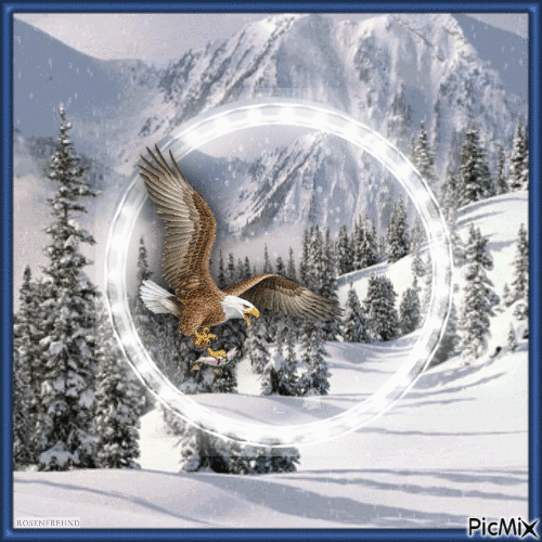 Adler im Winter - GIF animé gratuit