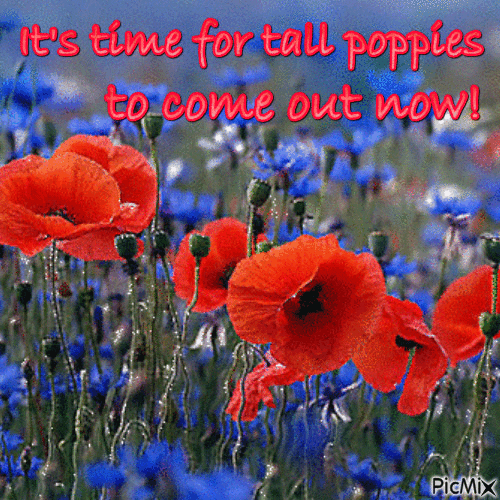 Tall Poppies - Free animated GIF
