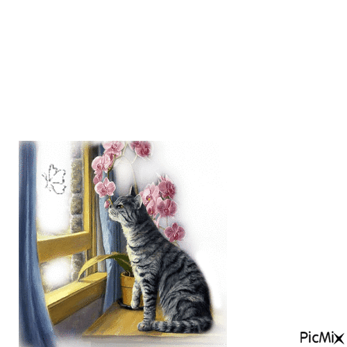 gatto - GIF animado grátis