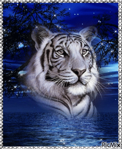 White Tiger - Безплатен анимиран GIF