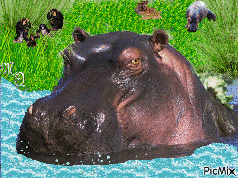 Hippo bathtime - Nemokamas animacinis gif