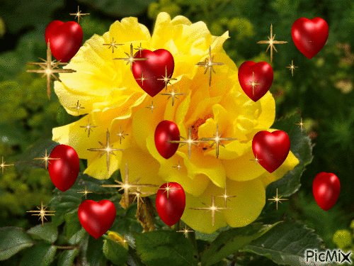 yellow rose - Бесплатный анимированный гифка