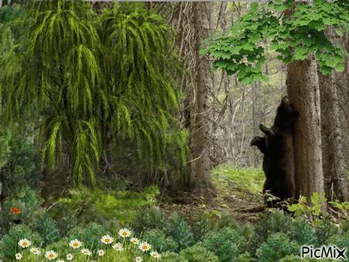 Медведь - Gratis animeret GIF
