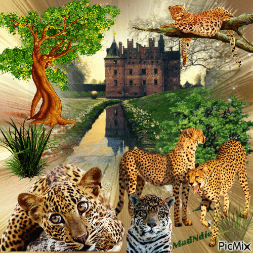 tigres au château - GIF animé gratuit
