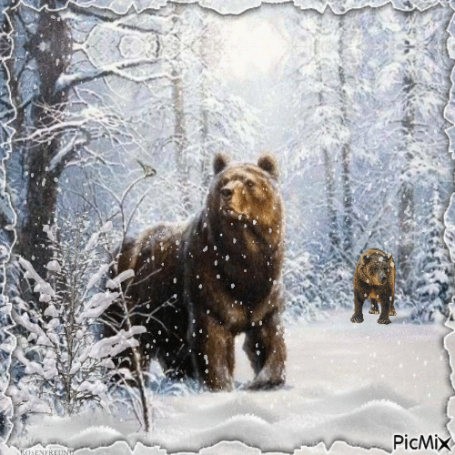 Bären vor dem Winterschlaf - Free animated GIF
