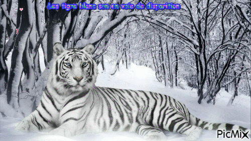 tigres blanc - Animovaný GIF zadarmo