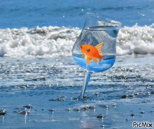Goldfish - Бесплатный анимированный гифка