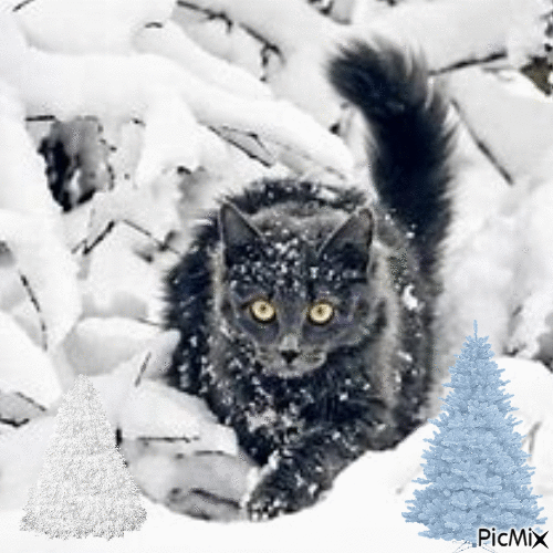 chat dans la neige - Бесплатный анимированный гифка