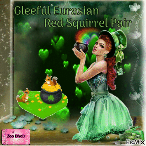 Gleeful Eurasian red squirrel pair - GIF animate gratis