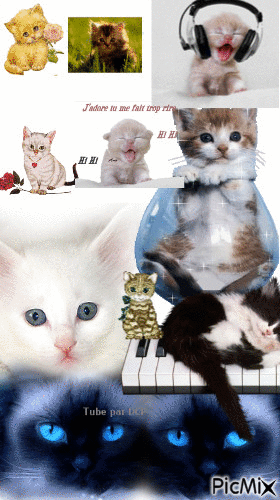 HA! Les chats - Darmowy animowany GIF