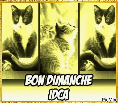 Bon dimanche les chatons - Bezmaksas animēts GIF