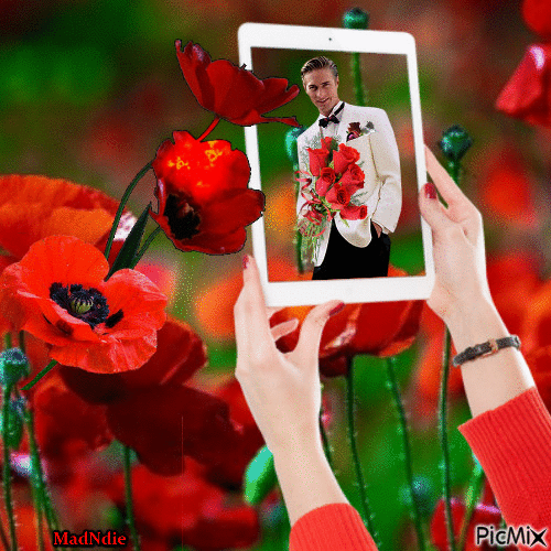 photographie dans les coquelicots - Darmowy animowany GIF