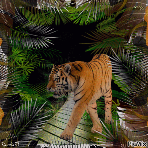-Tiger- - GIF animé gratuit