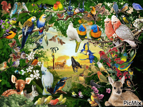 birds birds birds - Free animated GIF
