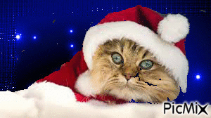 Christmas Cat - Gratis animerad GIF