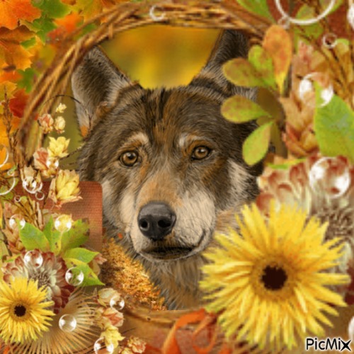 LOUP AUTOMNE - Free PNG