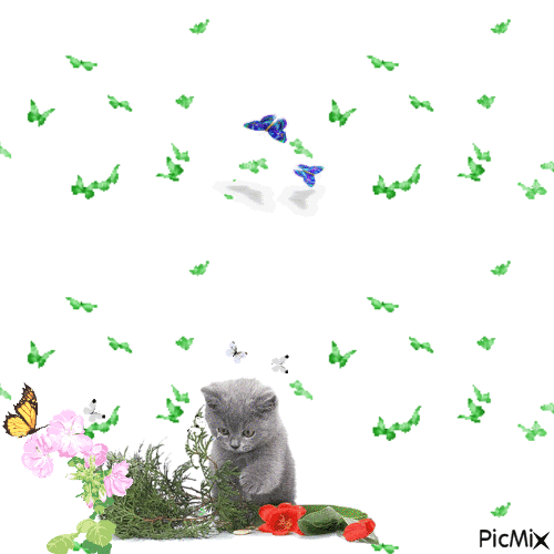 gatto - GIF animado grátis
