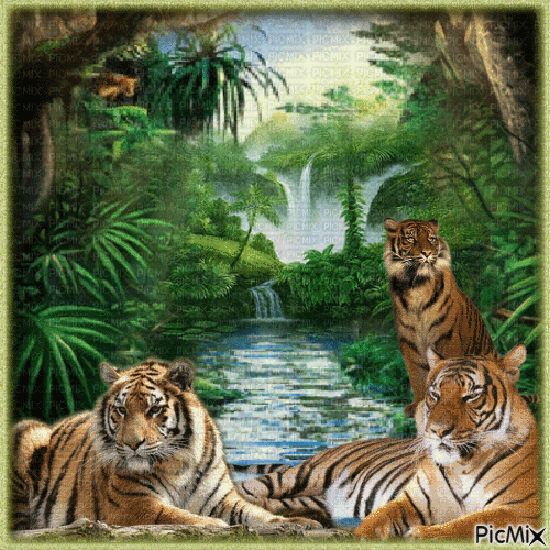 Tigres dans la jungle. - Kostenlose animierte GIFs