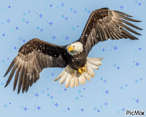 Aguila - Free animated GIF