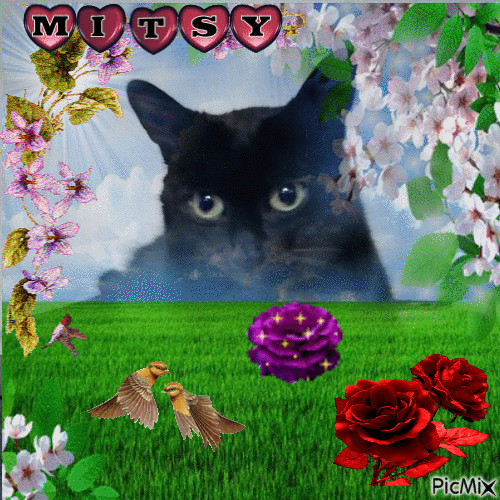 Mitsy - 無料のアニメーション GIF