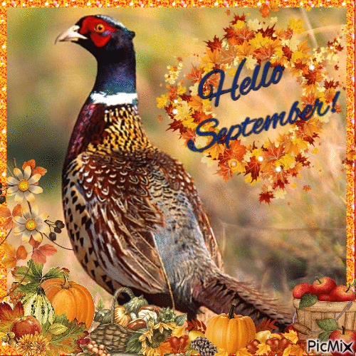 Hello September Pheasant - Gratis animeret GIF