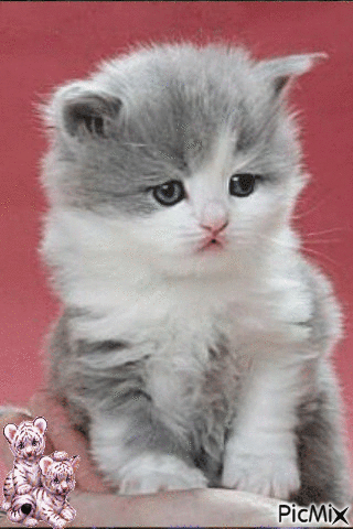 beauté d'un chaton - Безплатен анимиран GIF