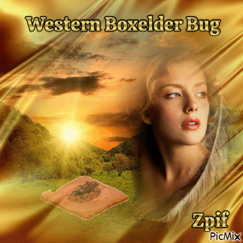 Western boxelder bug - Бесплатный анимированный гифка