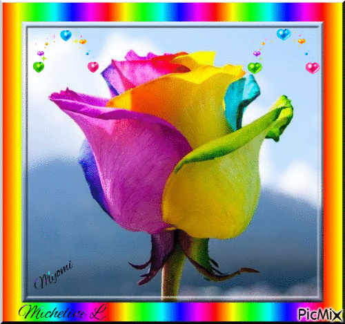 rose multicolore - Zdarma animovaný GIF