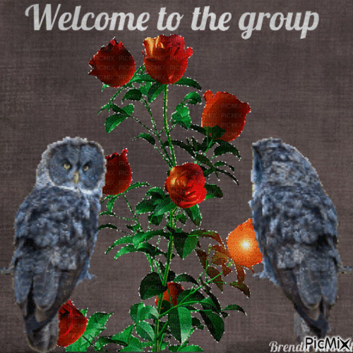 welcome owl - Zdarma animovaný GIF