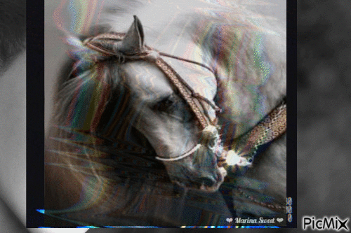 beau cheval - Gratis animerad GIF