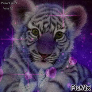 Purple Tiger Cub - Ingyenes animált GIF
