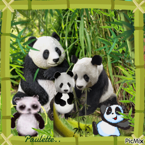 pandas - Besplatni animirani GIF