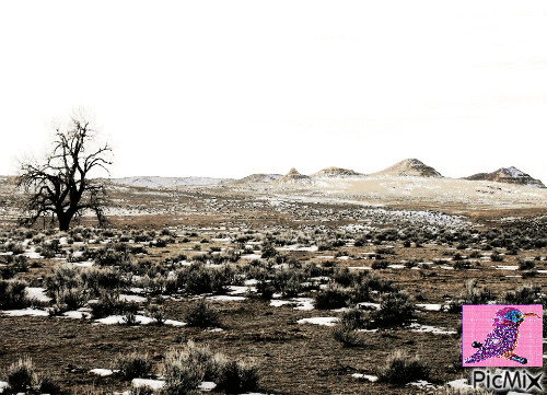 Desert in Winter with Hummingbird - Gratis animeret GIF