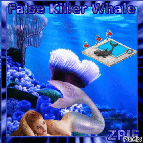 FALSE KILLER WHALE - GIF animado gratis