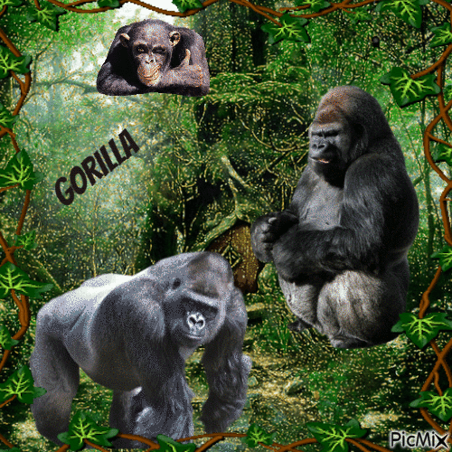 Mein Freund der Gorilla - Darmowy animowany GIF