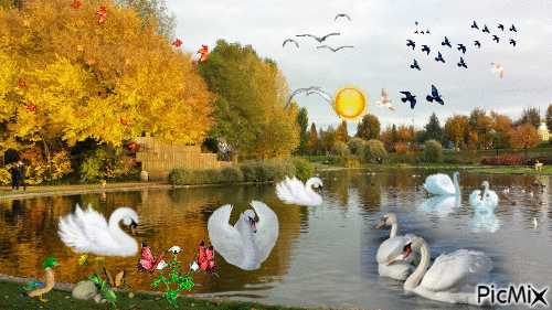 Le lac des cygnes - Безплатен анимиран GIF