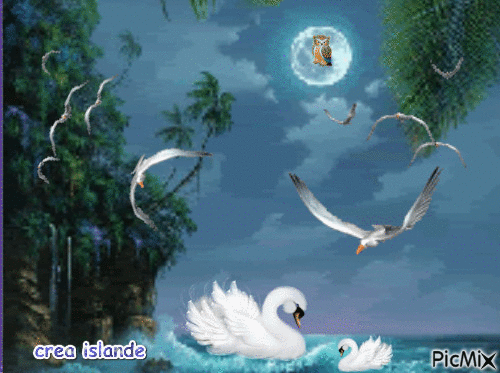 oiseaux d'islande - Безплатен анимиран GIF